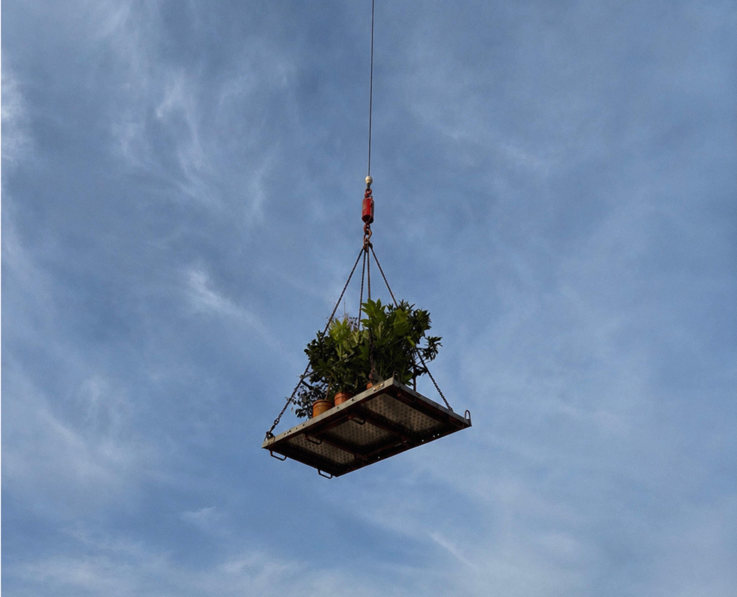 Piante sollevate da una gru verso un terrazzo